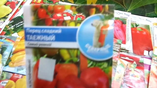 КАКОЙ ПЕРЕЦ ВЫБРАТЬ? СОРТ ТАЕЖНЫЙ. Обзор. Ольга Чернова. смотреть онлайн