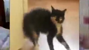 Ну и кошечки Умора!