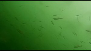 Рыбалка в глубоком карьере.My fishing.