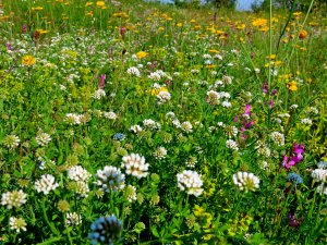 Заяц прячется в цветущем разнотравье и убегает.