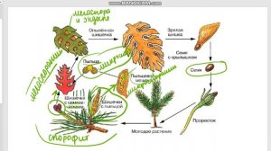 БИОЛОГИЯ 6 класс циклы растений (ЦИКЛ ПОКРЫТОСЕМЕННЫХ)