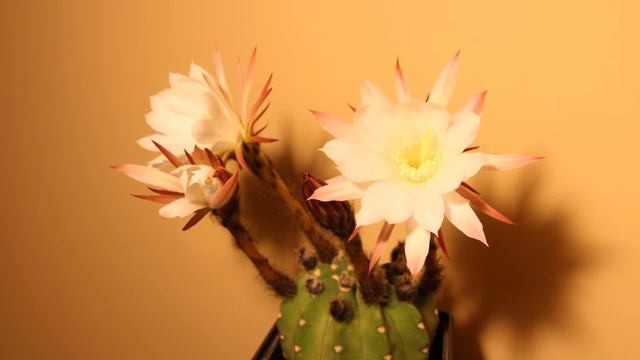 Echinopsis subdenudata