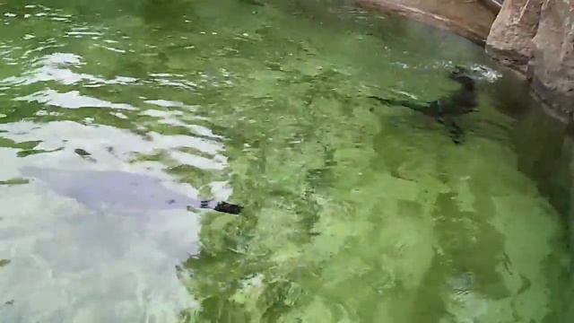 Морські леви в Празькому зоопарку смотреть онлайн