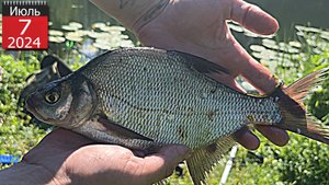 ЛОВЛЮ ЕГО ВПЕРВЫЕ . Рыбалка на фидер в июле