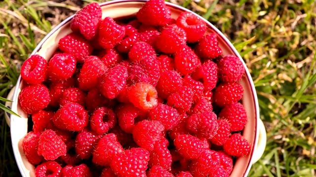 Малина засыплет ягодами! Лью это под кусты! Много крупной малины! Главный секрет