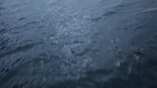 Летающая рыба необычное создание природы смотреть онлайн