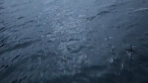 Летающая рыба необычное создание природы