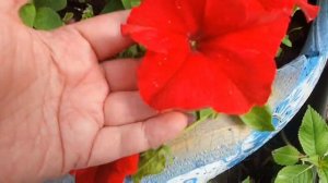 петунья на даче.