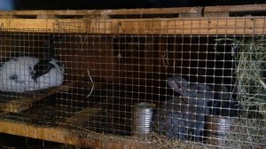 Вздутие кишечника у кроликов,причина и симптомы.#вздутие_у_кроликов.