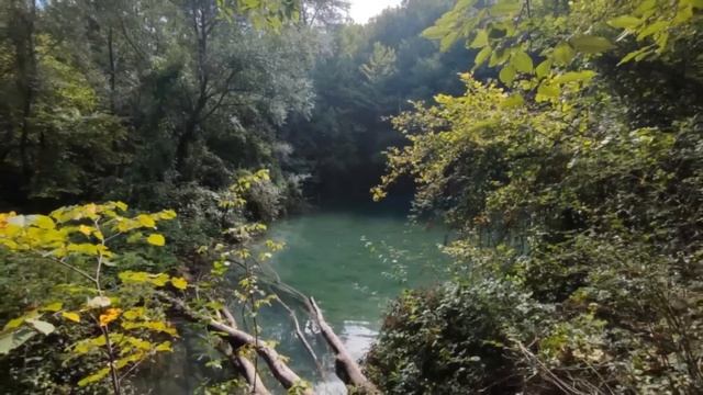 Белые, пахнущие плесенью, матовые пятна на листьях. Связано ли их появление с опылением с самолетов смотреть онлайн