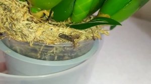 Брассии? через месяц - изменения, уход?