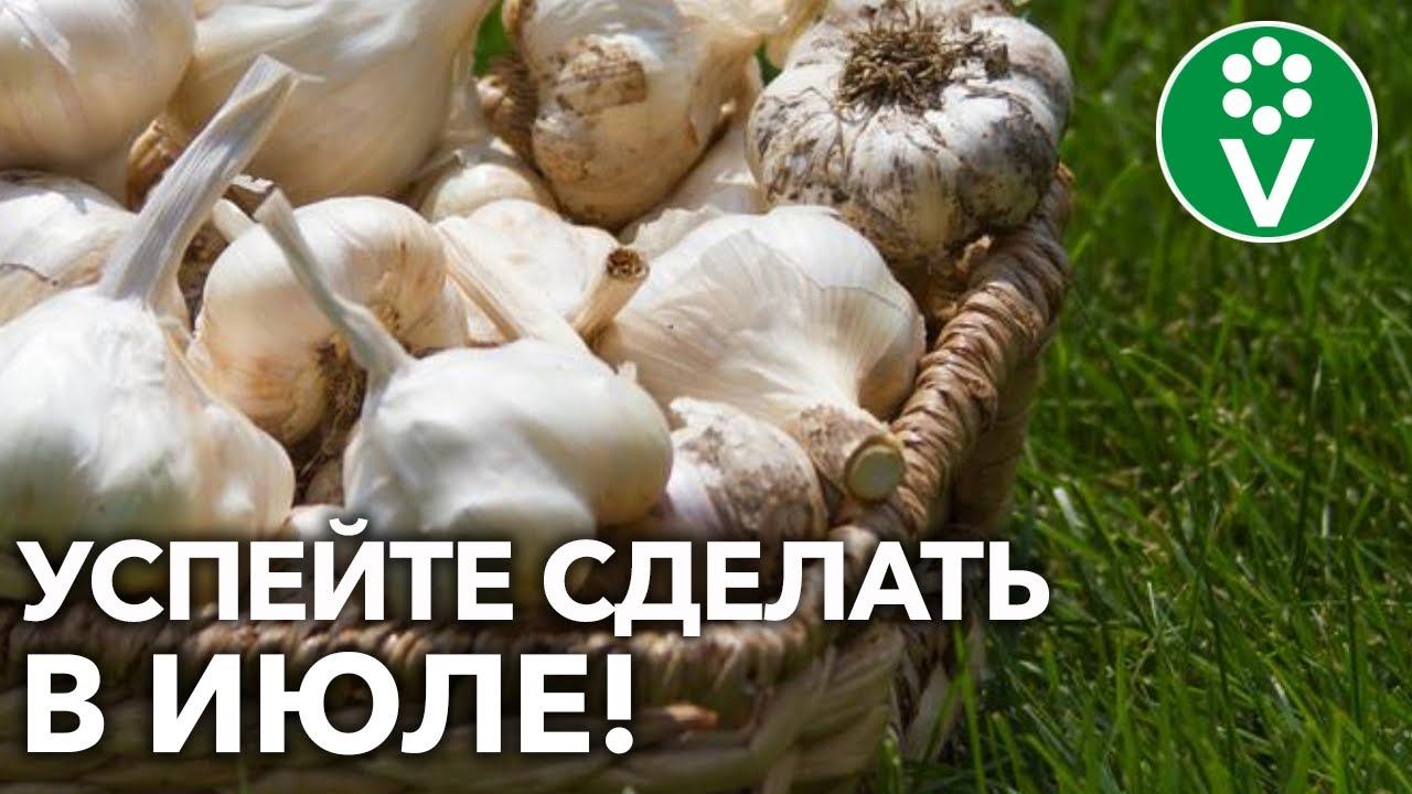 ШПАРГАЛКА МЕСЯЦА! Что ВАЖНО сделать в огороде и саду в ИЮЛЕ