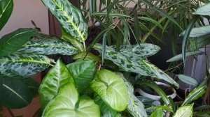 ТЕНЕВЫНОСЛИВЫЕ комнатные растения???на ПОЛКЕ  возле ЗАПАДНОГО окна