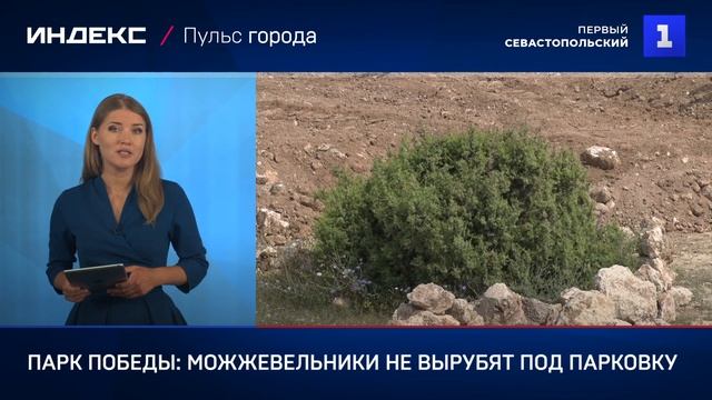 Парк Победы: можжевельники не вырубят под парковку