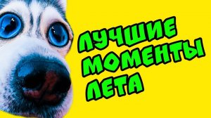 ЛУЧШИЕ МОМЕНТЫ ЛЕТА!! (Хаски Бандит) Говорящая собака