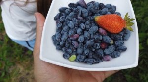 СБОР ЖИМОЛОСТИ С КУСТА   ПРОБУЕМ НА ВКУС ПЕРВЫЙ УРОЖАЙ ЯГОД