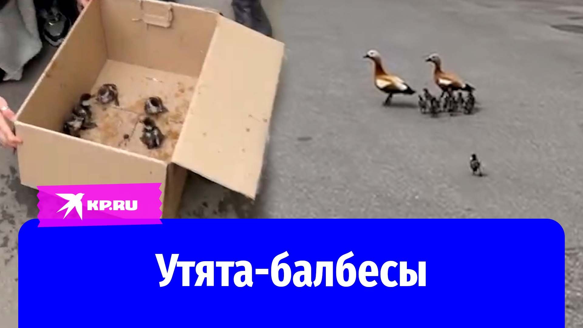 Мама-утка напала на спасателя, который достал ее детей из западни