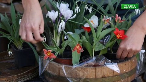 Весенняя композиция с первоцветами//Пасхальный декор