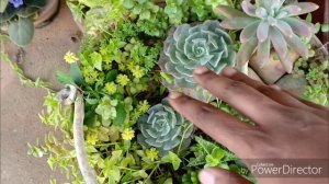 First exclusive Succulent Garden Tour || Succulent collection