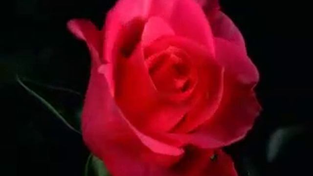 22 ноября 2016 г. смотреть онлайн