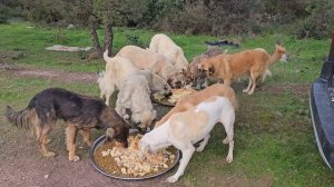 I lay this table for stray dogs every day and I don't leave the forest until the last dog is fed.