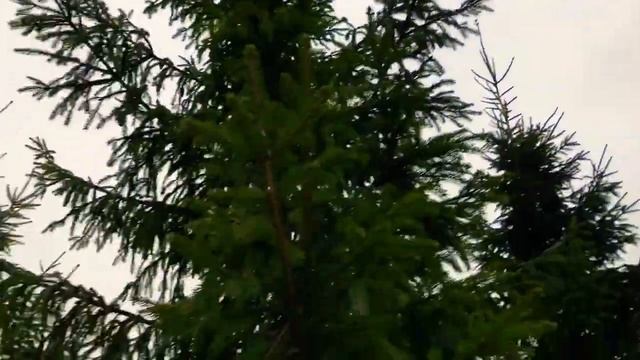 Вот такая прекрасная зимняя сказка и прогулка всем доброго и прекрасного дня смотреть онлайн