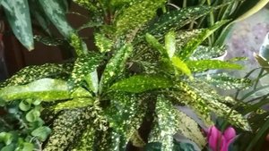 Зацвёл КРОТОН,?мой опыт по уходу за этим растением☘️(05.05.2021)