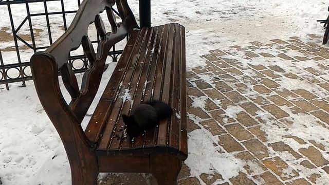 Дальневосточная, Амурская черная белка. смотреть онлайн