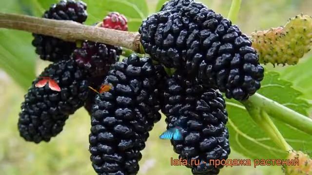 Шелковица черная Надия ? черная шелковица Надия обзор: как сажать, саженцы шелковицы Надия