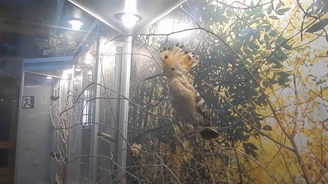 Птица удод. смотреть онлайн