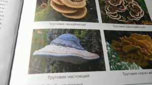 Биология 5 класс § 16 Грибы-паразиты (Автор В.В.Пасечник)