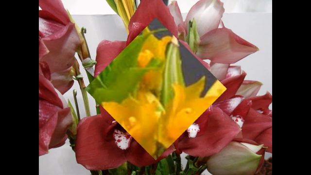 Орхидеи - Ликаста, слайд-шоу.  LYCASTE