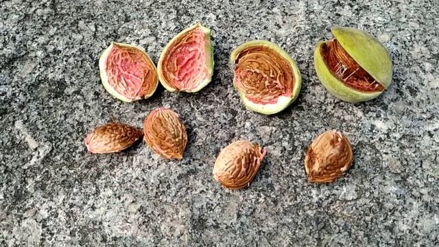 Fresh juicy Almonds (Prunus amygdalus or persicoides?) смотреть онлайн