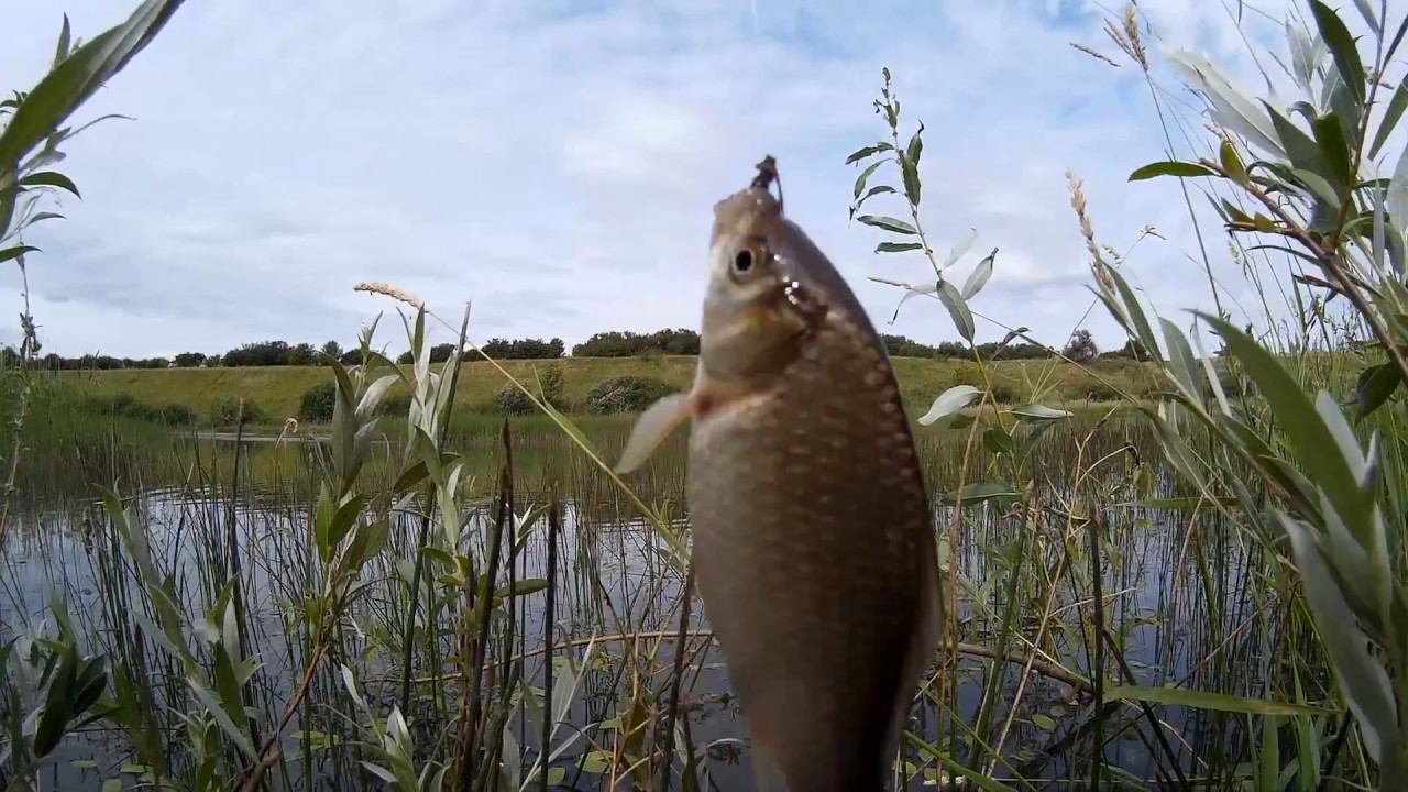 РЫБАЛКА В ДЕРЕВНЕ|ЛОВЛЯ КАРАСЯ|ВСПОМНИЛ ДЕТСТВО! смотреть онлайн