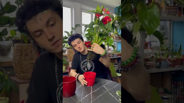 Антуриум. Мужское счастье \ Уход за цветами смотреть онлайн