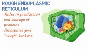 The Plant Cell | 13 Key Structures