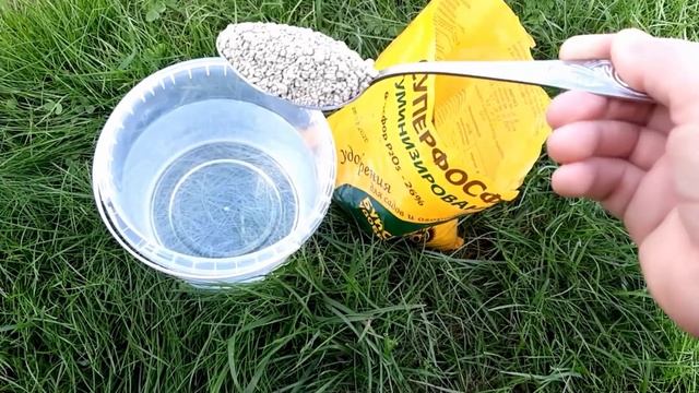 Пора  Смородина ждет  Подкормка смородины во время цветения