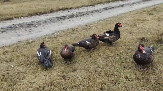 Мускусные утки тяжёлой линии Новая кровь Индоутки Шипуны Инбридинг Мускусная утка Сельская жизнь смотреть онлайн