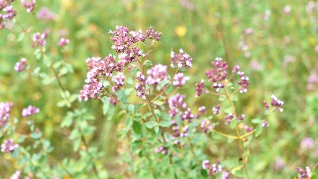 ЛЕТО! Детям о лекарственных травах! смотреть онлайн