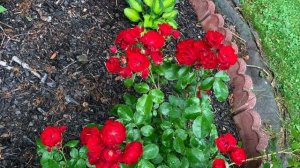 Scarlet Meidiland shrub rose on 14 th June 2021