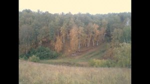 осенний лес прогулка с собакой