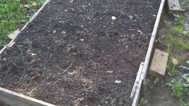 Завершение работ в огороде. Урожай моркови, свёклы. смотреть онлайн