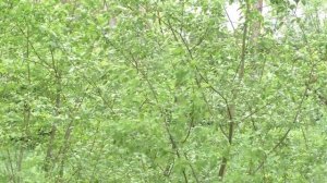 Звуки весеннего леса 5.1 объёмный звук