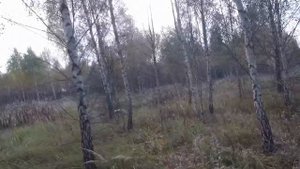 Отстрел Джемени 0,38(0,5) беретта а400 новатор медведь + поиск вальдшнепа с спрингер спаниелем