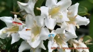 Вейгела цветущая Кандида (weigela florida candida) ? обзор: как сажать, саженцы вейгелы Кандида