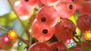 Смородина красная Голландская розовая. Краткий обзор, описание ribes rubrum Gollandskaya rozovaya