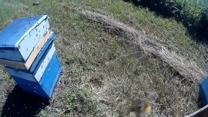 Злые Пчелы/ Злая пчелосемья