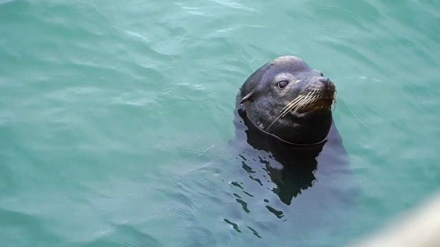 Sea lion / морской тигр смотреть онлайн