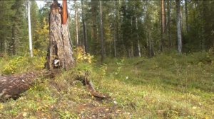 Сибирская тайга. Бархатный сезон.