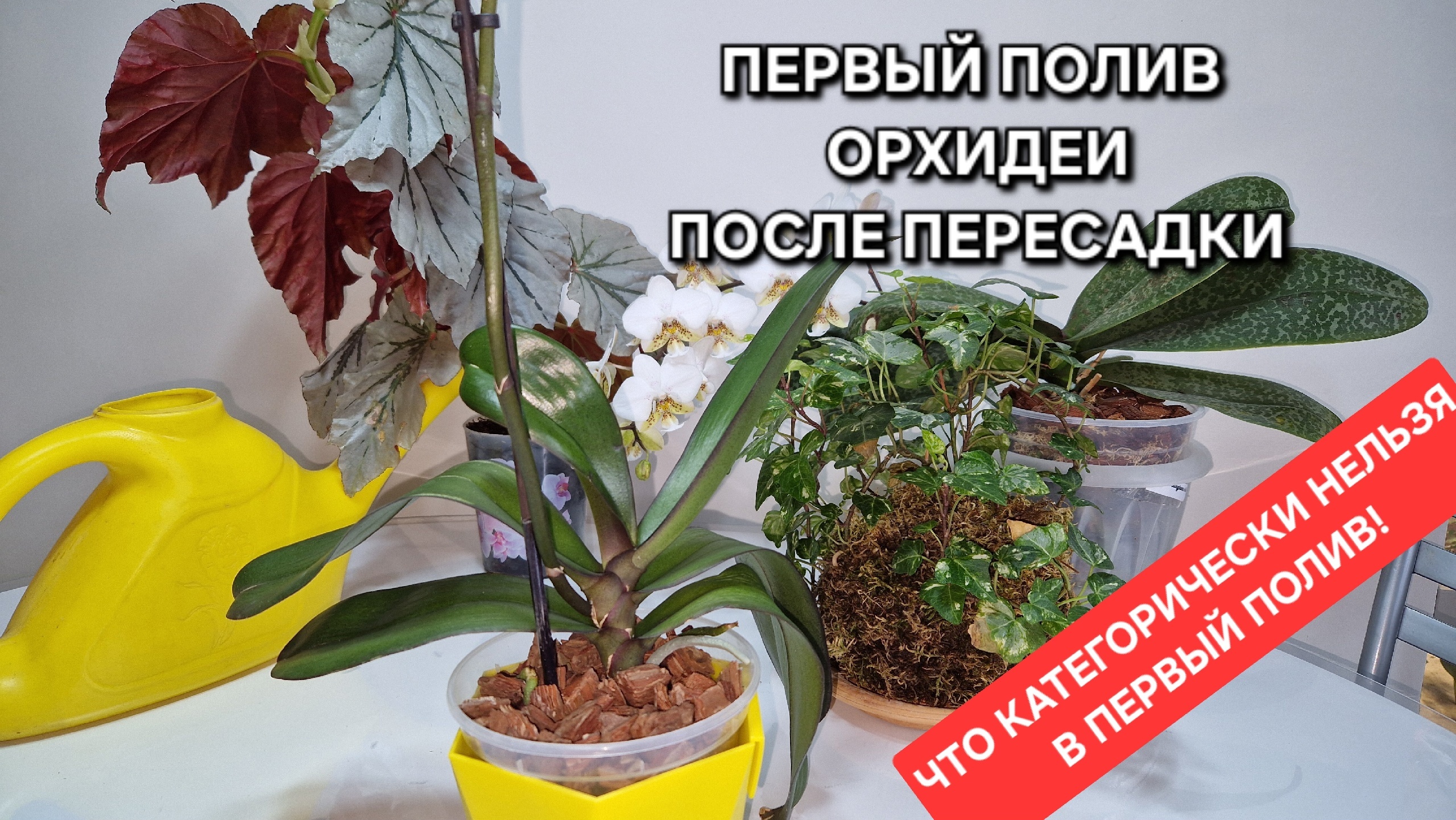 Как поливать орхидею первый раз после пересадки. Чтобы корни орхидеи не сгнили, а листья встали.